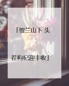 贺兰山下 头茬枸杞迎丰收